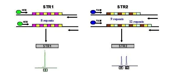 森貝伽生物：STR鑒定，為您的細(xì)胞提供身份證明